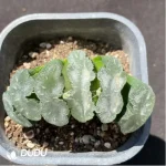 Haworthia Mammo
