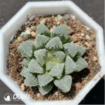 Haworthia White God City