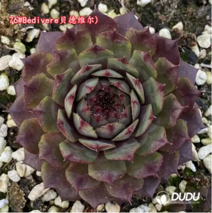 Sempervivum Bedivere - Image 1