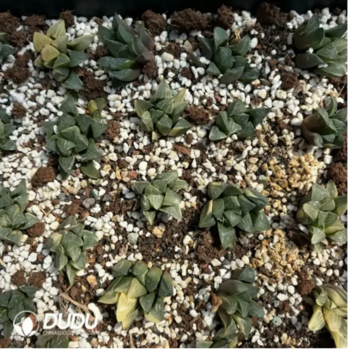 1-1374.webp Adromischus cristatus var. mzimvubuensis variegated - Image 1