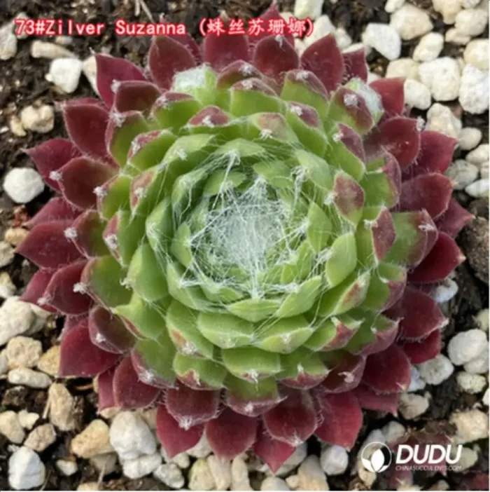 Sempervivum Zilver Suzanna - Image 1