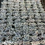 105Pcs/Tray Echeveria White Madiba Seedlings(Mix & Match 5+)