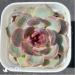 Echeveria Blueberry