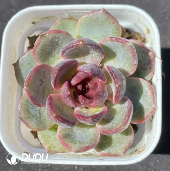 Echeveria Blueberry - Image 1