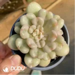 Echeveria Bayi With Cubs