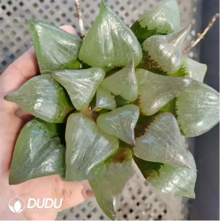 1-1393.webp Haworthia Comptoniana'akan - Image 1