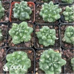 Cactus-Gymnocalycium anisitsii (K.Schum.)