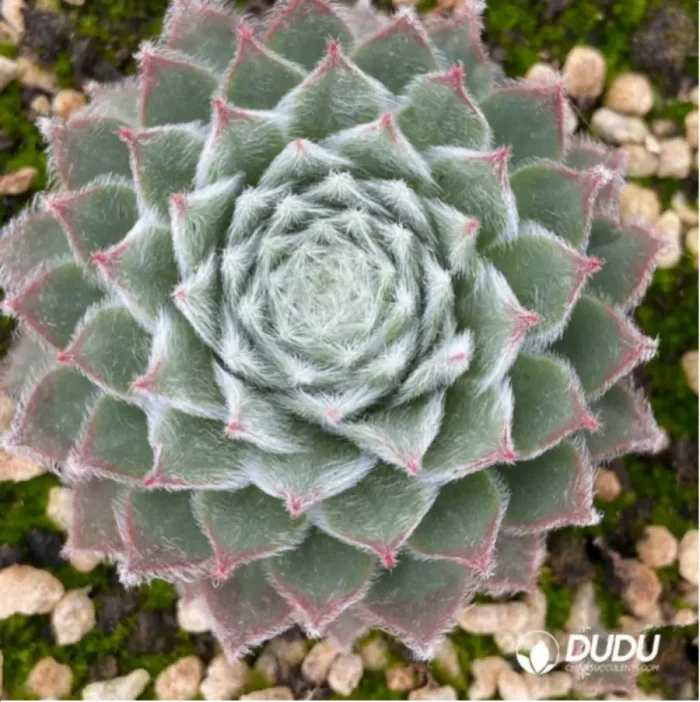 Sempervivum Rosa M'dchen - Image 1