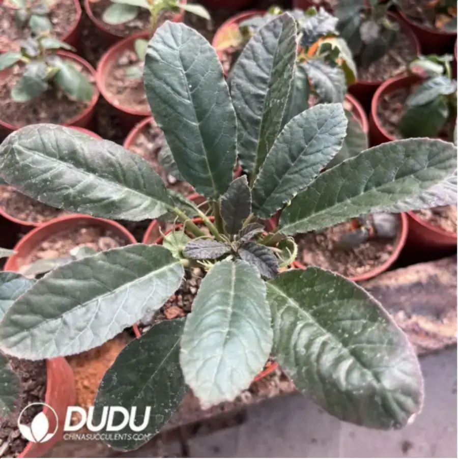 1-1399.webp Dioscorea Turtle - Image 1