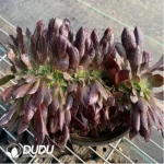 Aeonium Arboreum Velour European NO.6