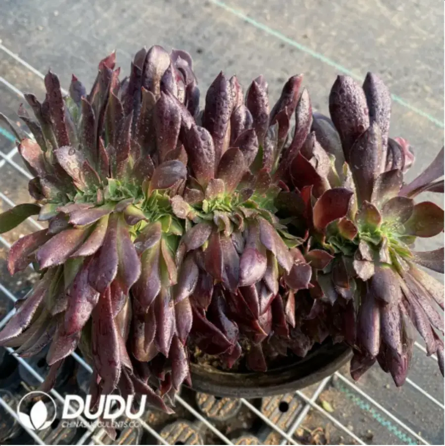 1-14.webp Aeonium Arboreum Velour European NO.6 - Image 1