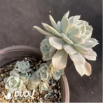 Echeveria Runyonii Monstrosus Variegated
