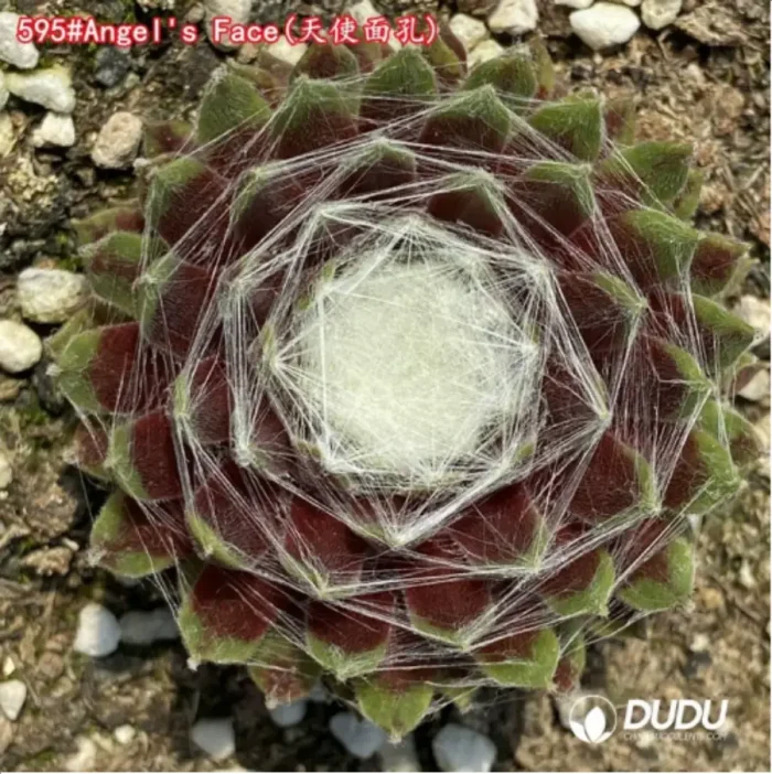 1-1403.webp Sempervivum Angel's Face - Image 1