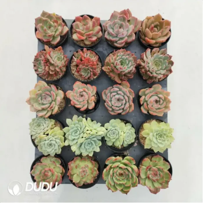 1-1409.webp AC Collocation-4 - Image 1