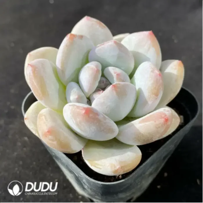 Echeveria Xiangxue Hai - Image 1