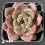 Echeveria Q Orange