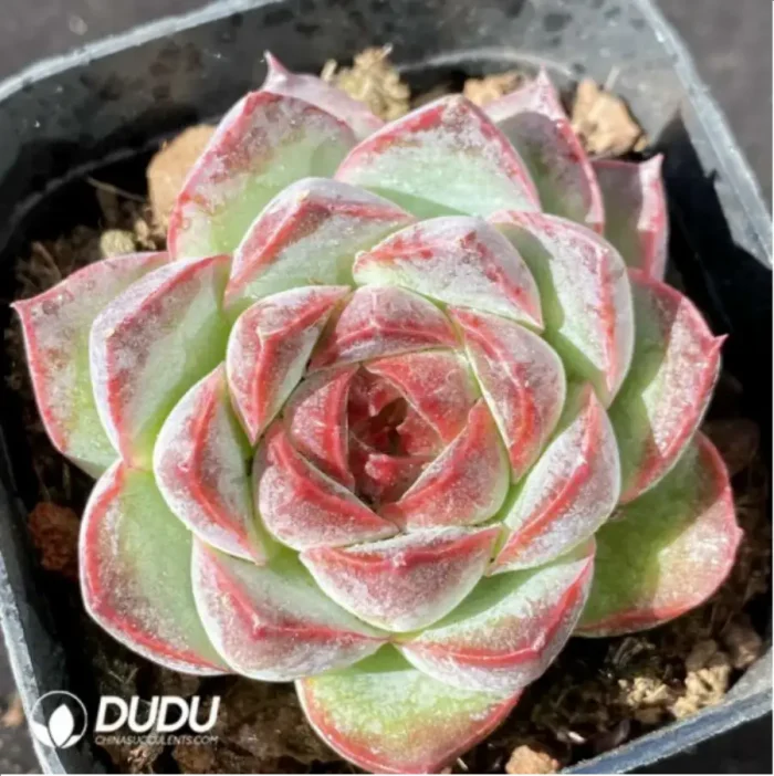 Echeveria Red and Black - Image 1