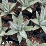 Agave Titanota Hades