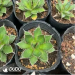 Agave Titanota Yamakame