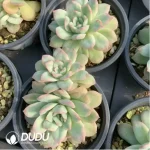 Echeveria Bubblegum Variegated