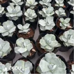 Agave Titanota Juggernaut