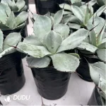 Agave Titanota Werewolf