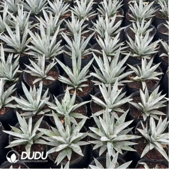 Agave Flexispina - Image 1