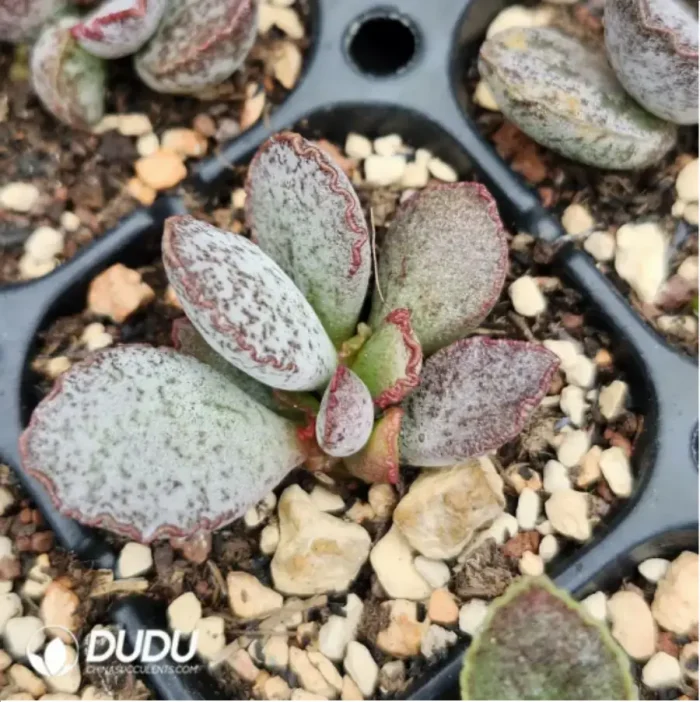 Adromischus Green Frosted Pork Liver - Image 1