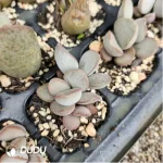 Adromischus Fendai