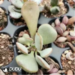 Adromischus White Alligator
