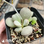 Adromischus Rooted No.8