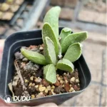 Adromischus Spring Frosted Eggs