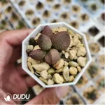 Adromischus Marianae Green