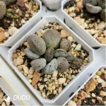 Adromischus Abdomen