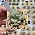 Adromischus Silver Wave Pink Egg