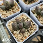Adromischus Old Gardening Blister