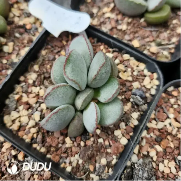 Adromischus Bodhi - Image 1