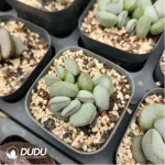 Adromischus rose Egg