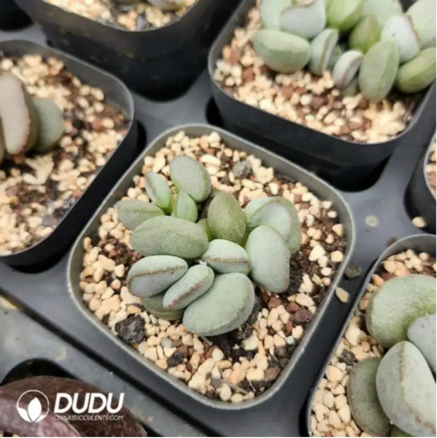 1-1473.webp Adromischus rose Egg - Image 1