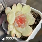 Echeveria Zhixia Double Head