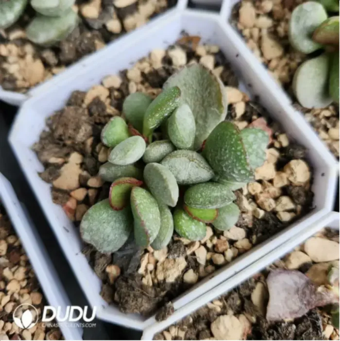 Adromischus White Sugar Bean - Image 1