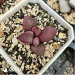 Adromischus Dusk