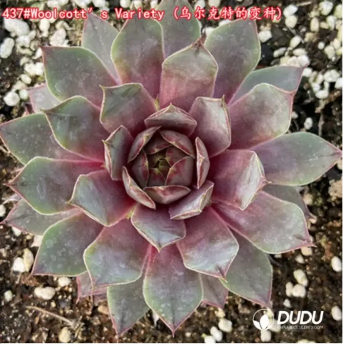 Sempervivum Woolcott′s Variety - Image 1