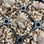 Adromischus Abdomen