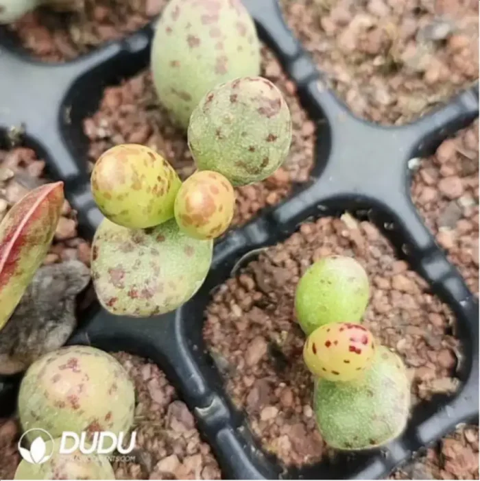 1-1487.webp Adromischus Martin - Image 1