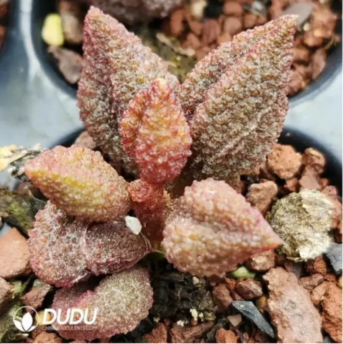 Adromischus Spotted Yellow Croaker - Image 1