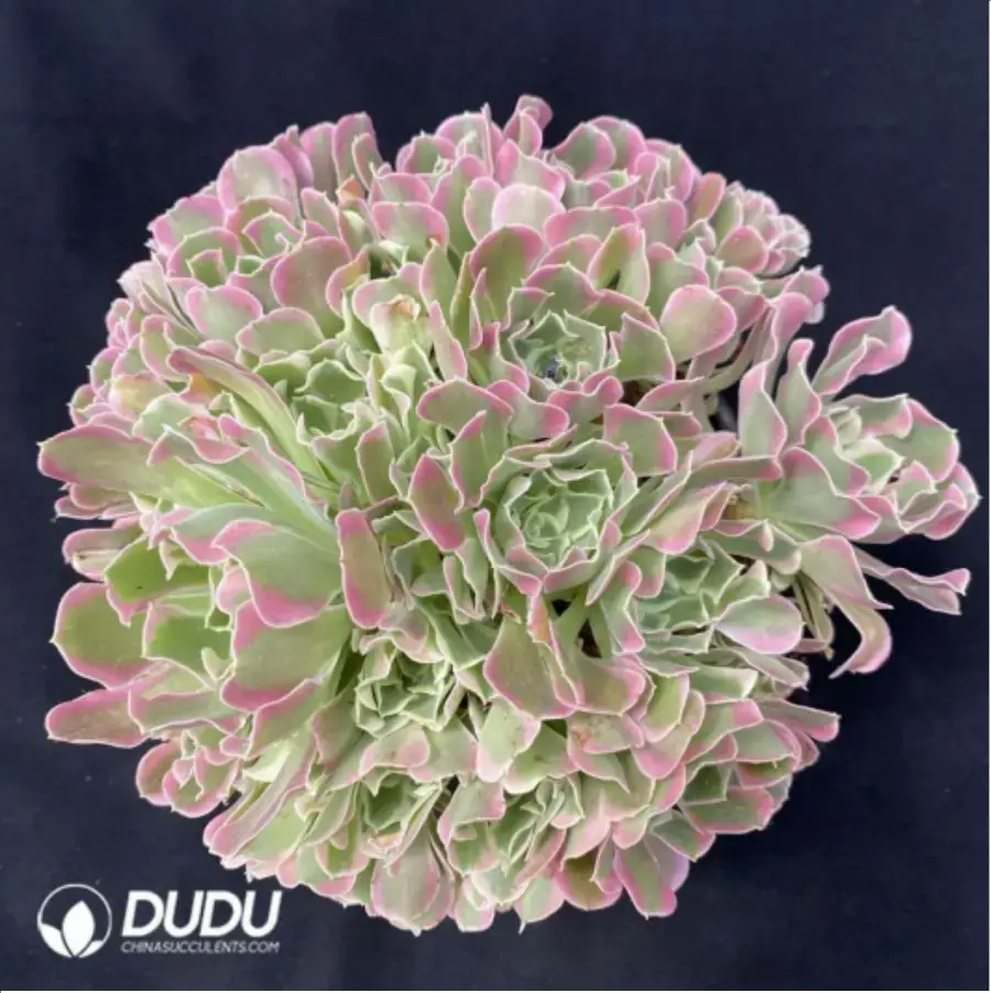 1-1496.webp Aeonium Qingmeng Clustering - Image 1