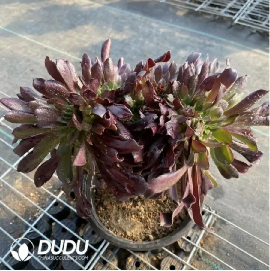 1-15.webp Aeonium Arboreum Velour European NO.4 - Image 1