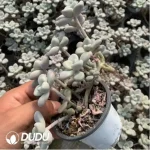 Graptopetalum Ellen variegated Clustering