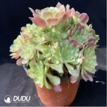 Aeonium Qingcheng Clustering